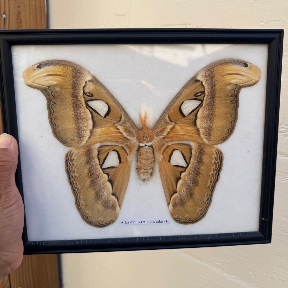 Attacus Atlas Moth 7" Taxidermy Framed Brown Real XL Insect Oddity Specimen